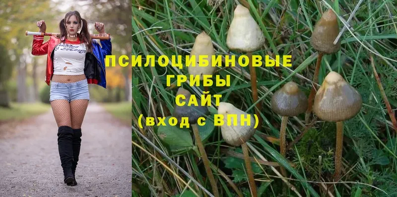 Псилоцибиновые грибы MAGIC MUSHROOMS Александровск